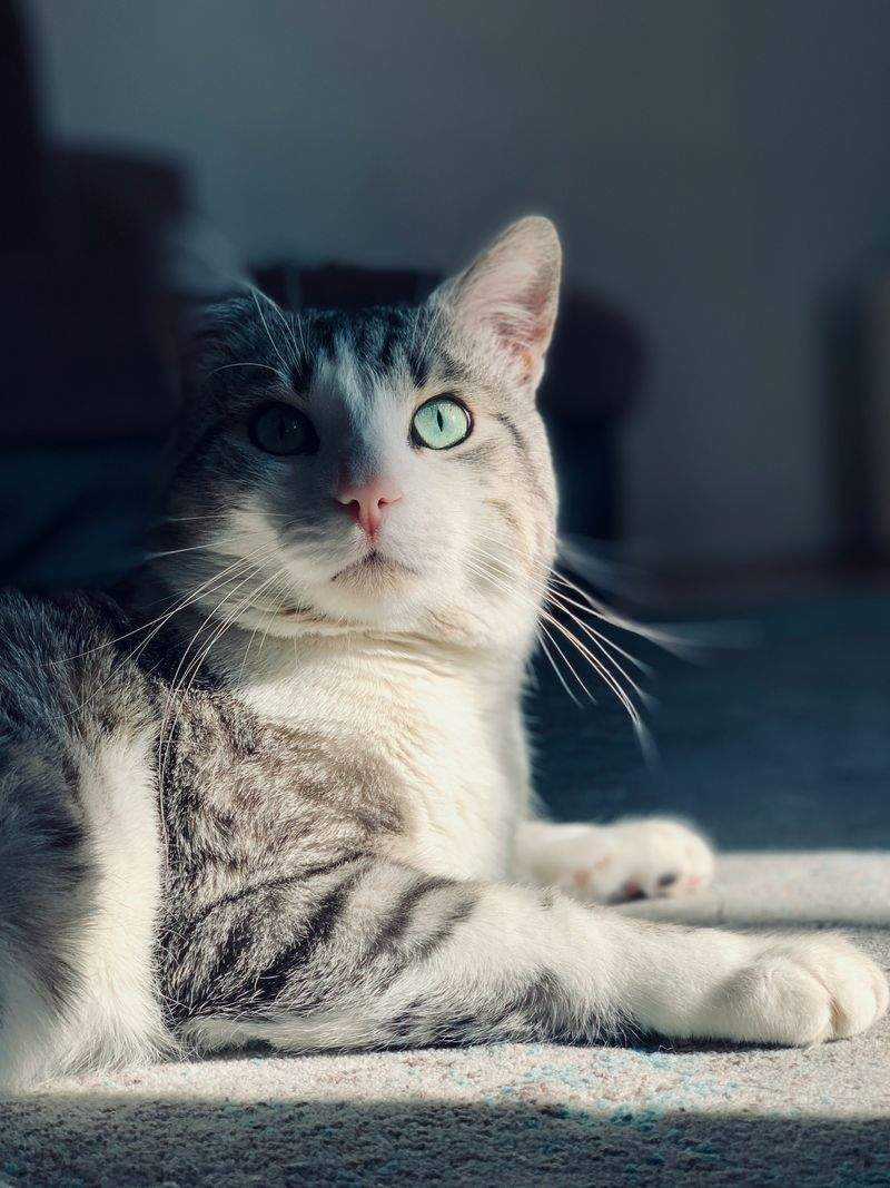 Purrfection Cat Services - Image 5