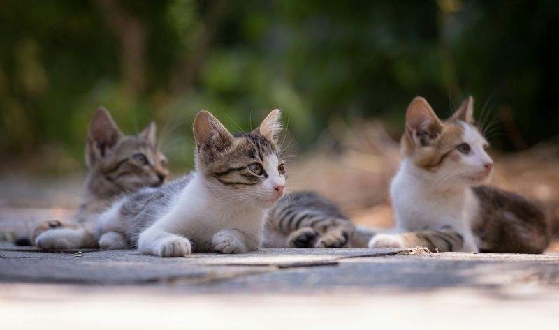 Purrfection Cat Services - Image 7